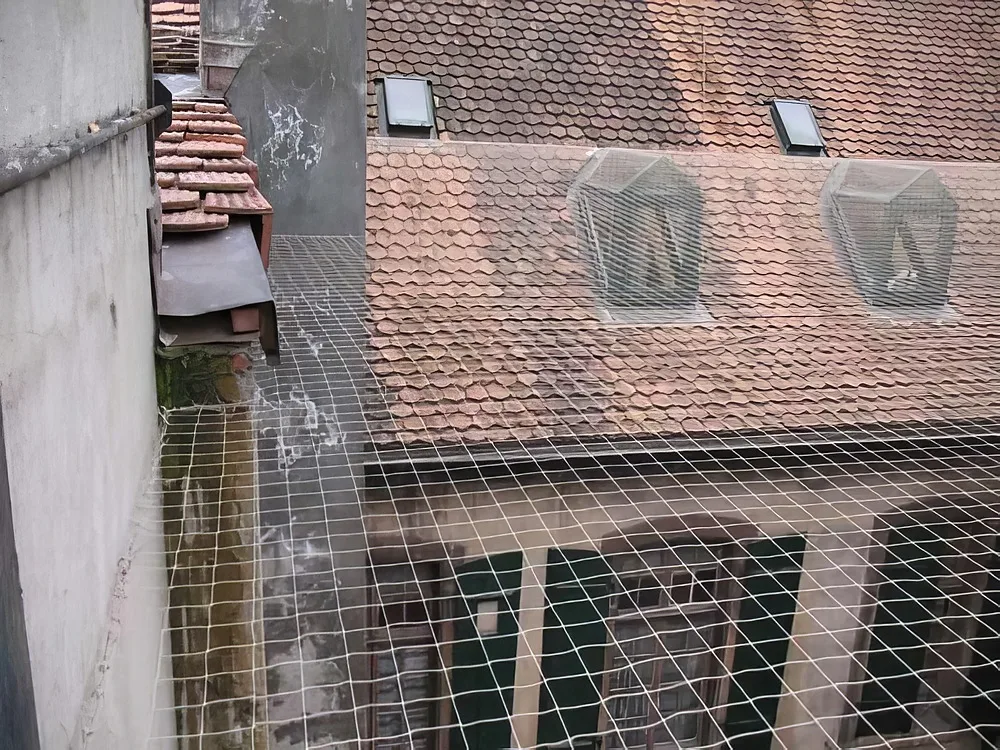 Anti-pigeons